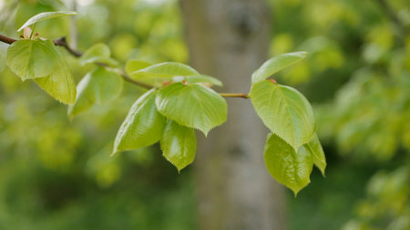Young linden leaves close-up shot in Aprilの写真素材