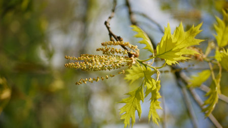 Red oak blossom shot in springの写真素材