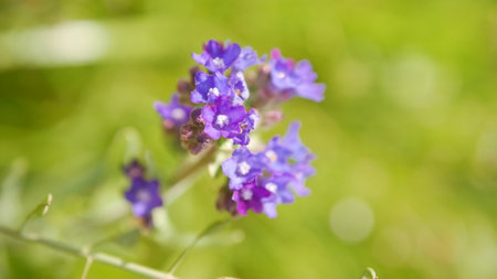 Verbena officinalis is a species of flowering plant in the family Asteraceae.