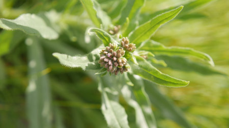 Green leaves of a plant in the garden. Shallow depth of field.の写真素材