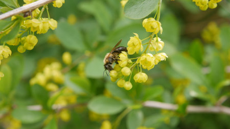 Honey bee pollinating yellow flowers of barberry shrub.の写真素材
