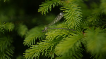 Dragonfly on a branch of a coniferous tree. Macroの写真素材