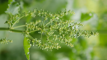 Flowering horseradish (Horseradish officinalis)