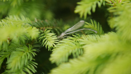 Dragonfly on a branch of a coniferous tree. Macroの写真素材