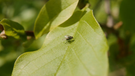 Fly on a green leaf in the garden. Shallow depth of field.の写真素材