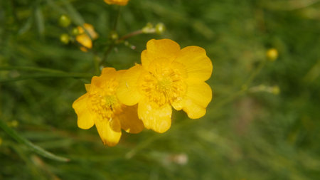 yellow buttercup on a green meadow in summer close-up