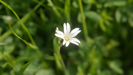 Little white flower on green grass background. Shallow depth of field.