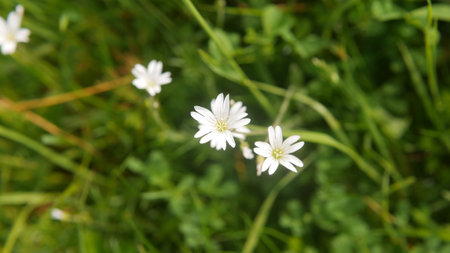 White flowers on a background of green grass in the summer. macro