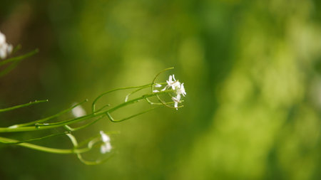 Flowering chives on a green background. Shallow depth of fieldの写真素材