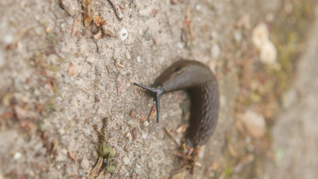 snail crawling on the ground, closeup of a slug crawling on the groundの写真素材