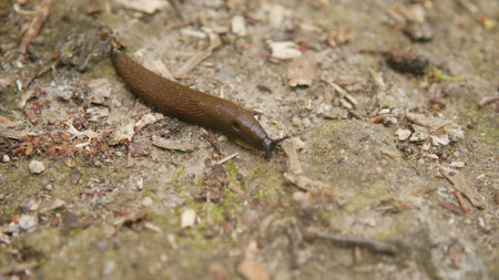 slug crawling on the ground. close-up of a slug crawling on the groundの写真素材