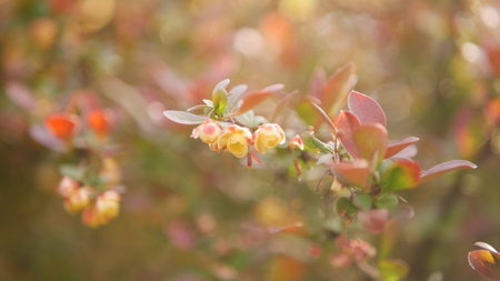 Branch of barberry with yellow flowers in the autumn garden.の写真素材