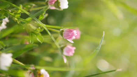 Close up of wildflowers in the meadow, shallow depth of fieldの写真素材