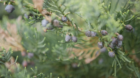 Closeup of juniper branches with dew drops. Natural backgroundの写真素材