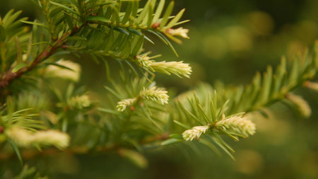 Pine branch with young cones on blurred background, close-upの写真素材