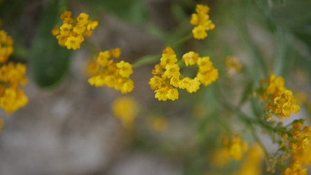 Yellow flowers in the garden. Selective focus with shallow depth of field.