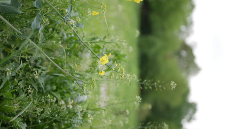 Rape blossoms in the garden. Shallow depth of field.