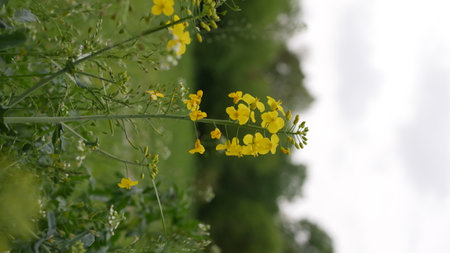 rapeseed blossoms in spring, closeup of yellow flower