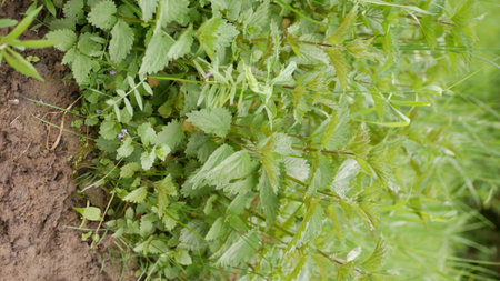 Green nettle growing in the garden, close-up view.