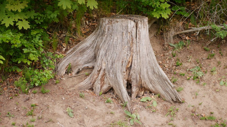 Old tree stump in the forest. Nature background. Close up.の写真素材