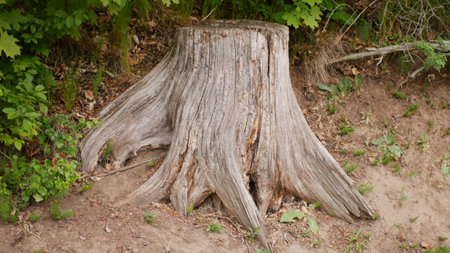 Tree stump in the forest. A tree trunk on a sandy beach.の写真素材