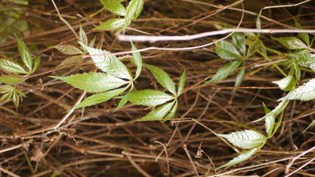 green leaves on a background of dry grass and dry twigs.