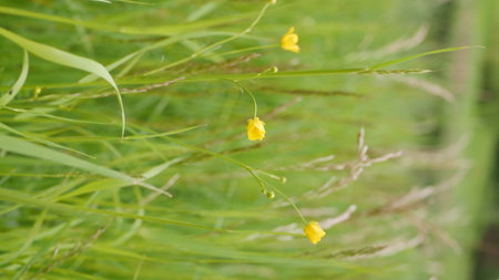 Yellow flowers in the meadow in spring. Close-up.