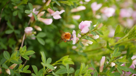 Bee on a flower in the garden. Shallow depth of field.の写真素材