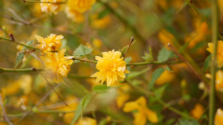Yellow flowers on a bush in the garden. Shallow depth of field.