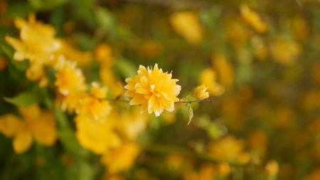 Beautiful yellow flowers in the garden. Selective focus. nature.の写真素材
