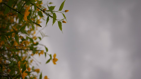 Close up of yellow flower on tree with cloudy sky background, Nature backgroundの写真素材