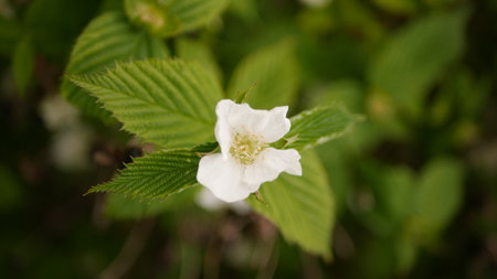 Flower of a wild strawberry (Rosa canina) in spring