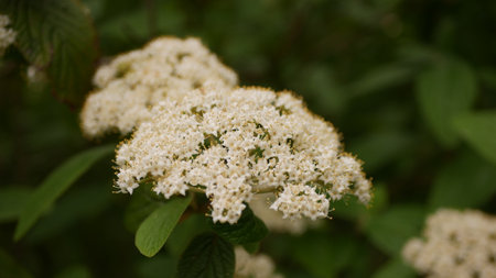 Flowering viburnum (Viburnum opulus)の写真素材