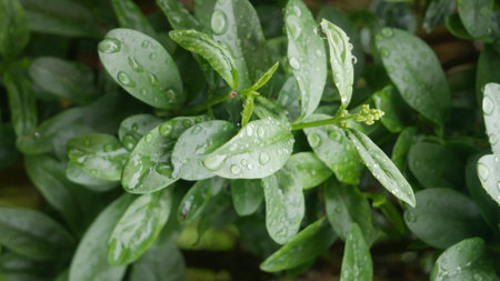 Close up of green leaves with water droplets in the morning.