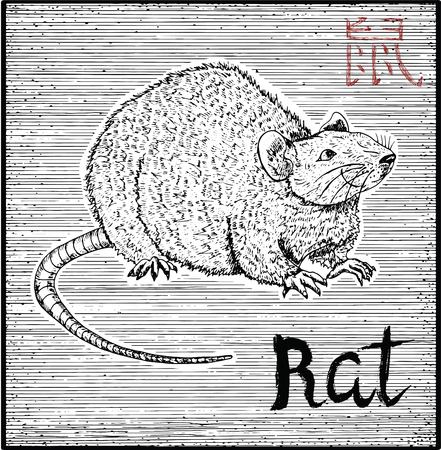 Engraved illustration of zodiac symbol with Rat or Mouse and lettering. Horoscope and astrological sign of asian new year calendar. Graphic line art with animal. Chinese hieroglyph means Ratのイラスト素材