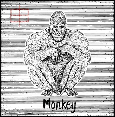 Engraved illustration of zodiac symbol with monkey and lettering. Horoscope and astrological vector sign of asian new year calendar. Graphic line art with animal. Chinese hieroglyph means Monkeyのイラスト素材