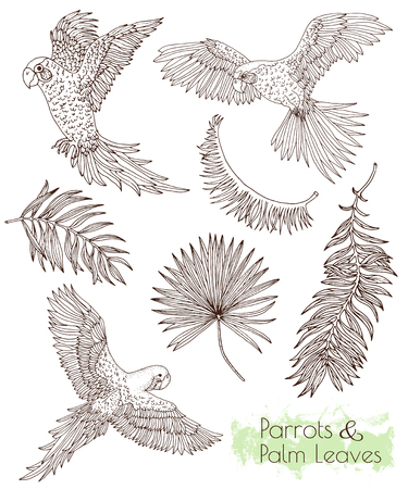 Hand drawn set with parrots and palm leaves on white, graphic illustrationsのイラスト素材