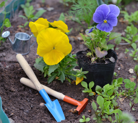 Still life with yellow and violet pansy, cute garden tools on flowerbed. Vintage planting flowers concept. Beautiful summer backgroundの写真素材