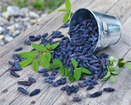 Honey berry in the basket on planks. Rural countryside or summer backgroundの写真素材