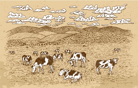 Cows feeding on the grassland, with texture background and white clouds. Vintage vector engraving, hand drawn design illustrations for label, poster. Rural farm conceptのイラスト素材