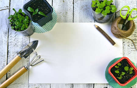 Seedlings in planting pots, with garden tools and copy space on vintage background, top view. Vintage home garden and planting objects, spring time and agriculture backgroundの写真素材