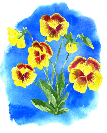 Yellow beautiful pansy flowers on blue background. Watercolor cartoon doodle illustration, botanical and fantasy drawings for print, greeting cards, poster, invitationsの写真素材
