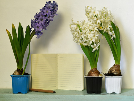 Beautiful hyacinth in bloom with empty pages blank diary against white wall. Vintage nature background with blooming flowers indoorsの写真素材