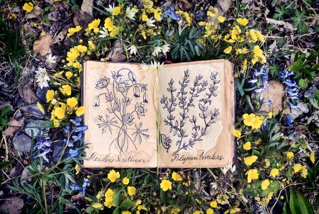 Open witch diary book with drawings of healing plants. Wicca, esoteric, divination and occult...