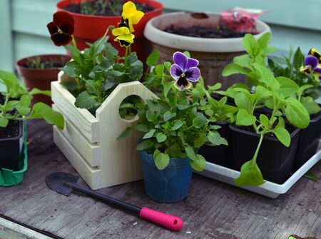 Sprouts of pansy and petunia flowers in pots with working spade on table. Vintage botanical background with plants, home hobby still life with gardening and planting objectsの写真素材