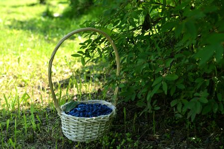 Basket full of ripe blue haskap berry under honeysuckle bush. Summer garden background with countryside natureの写真素材