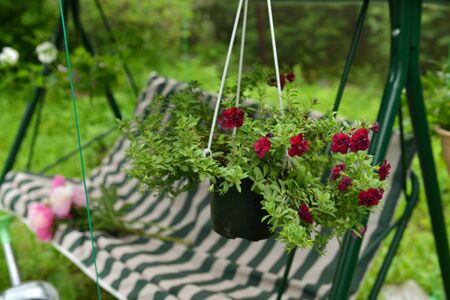 Beautiful petunia flowers and bench in the garden. Vintage botanical background with plants, home hobby still life with gardening objects and nature outdoor.の写真素材