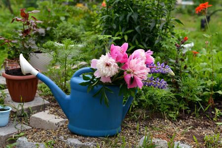 Watering can with peony flowers by flowerbed in the garden. Vintage botanical background with plants, home hobby still life with gardening objects and nature outdoor.の写真素材
