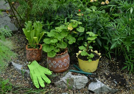 Pots with flower sprouts, working tools and gloves in the garden. Vintage botanical background with plants, home hobby still life with gardening objects and nature outdoor.の写真素材