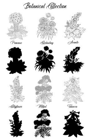 Set of black and white outline flowers - milfoil, aconite, primrose, tobacco. Vector botanical illustration and silhouette, line art graphic drawing. See my full collection of plants.のイラスト素材